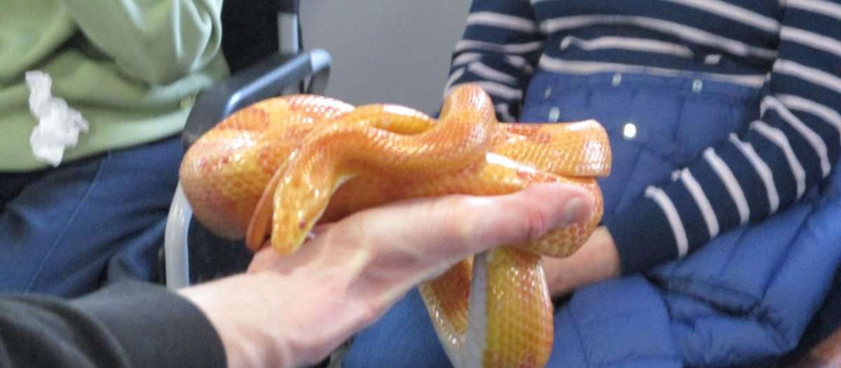 A Wild and Wonderful Visit from Snakes and Critters at Crossways Care Home