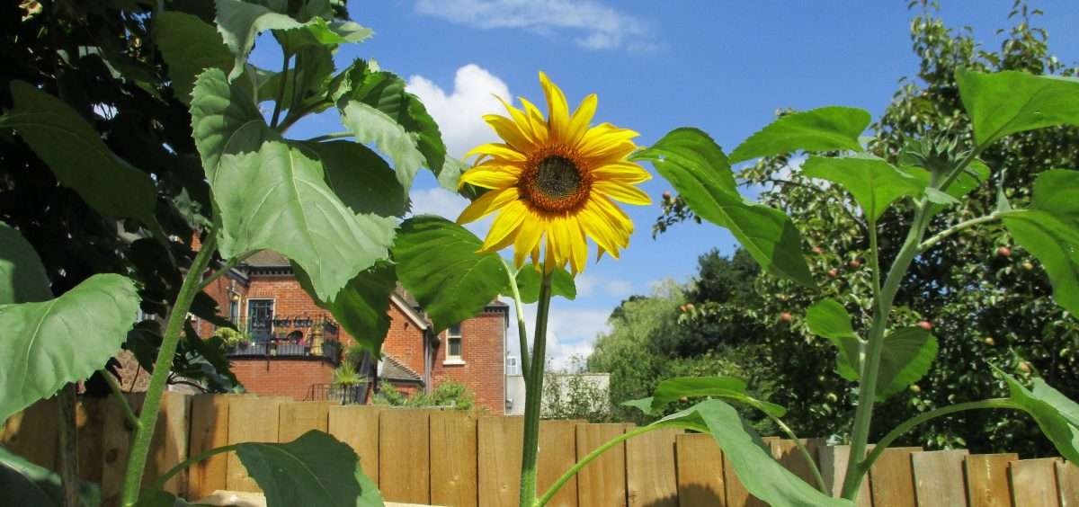 Summer Has Arrived at Crossways Care Home